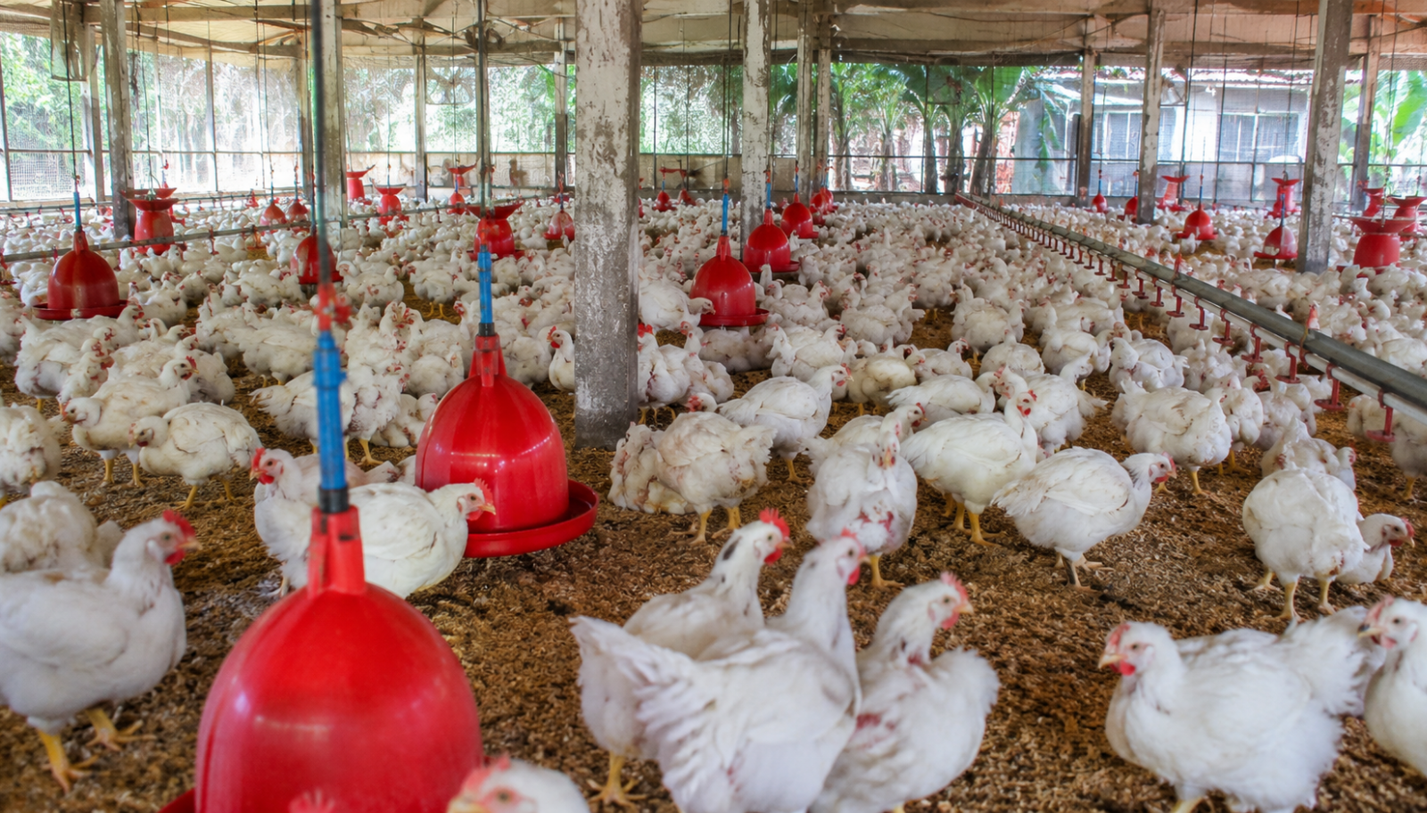 Bangladesh’s Poultry Sector and the UNSDG Benchmark: How Wide Is the Gap?